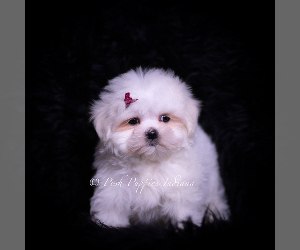 Medium Photo #4 Maltese Puppy For Sale in WARSAW, IN, USA