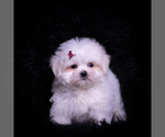 Small #3 Maltese