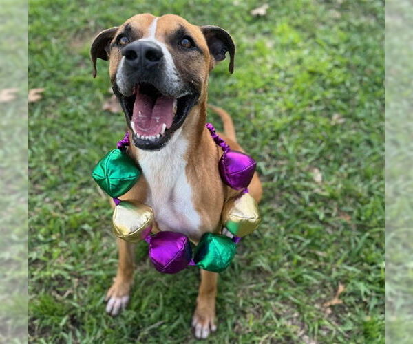 Medium Photo #2 American Staffordshire Terrier Puppy For Sale in Conroe, TX, USA