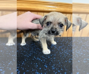 ShiChi Puppy for Sale in SAINT AUGUSTINE, Florida USA