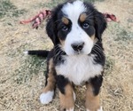 Small Photo #39 Bernese Mountain Dog Puppy For Sale in SALMON, ID, USA