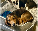 Small #14 Beagle
