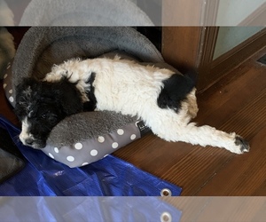 Poodle (Standard) Puppy for sale in LAKEVILLE, IN, USA