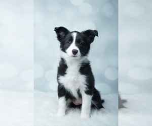Border Collie Puppy for sale in MEMPHIS, NY, USA