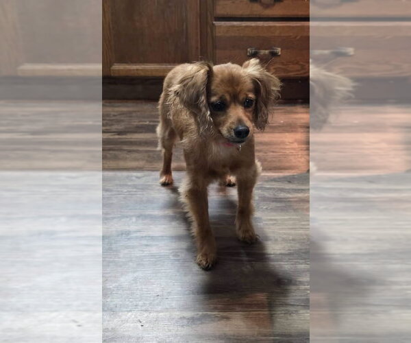Medium Photo #3 Chiweenie Puppy For Sale in New London, WI, USA
