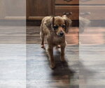 Small #2 Chiweenie