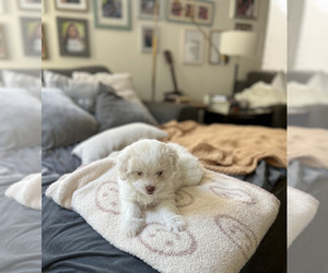 Maltipoo Puppy for sale in THOUSAND OAKS, CA, USA