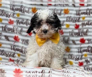 Poodle (Miniature) Puppy for sale in LAKELAND, FL, USA