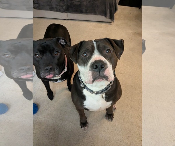 Medium Photo #9 American Bulldog-Staffordshire Bull Terrier Mix Puppy For Sale in Germantown, OH, USA