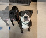 Small #8 American Bulldog-Staffordshire Bull Terrier Mix