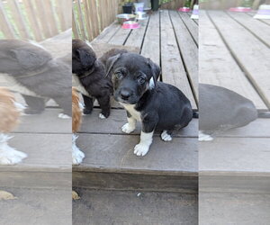 Asiago - Female Great Pyrenees-Unknown Mix Dog for Adoption - Photo #2