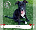 Small #10 Staffordshire Bull Terrier Mix