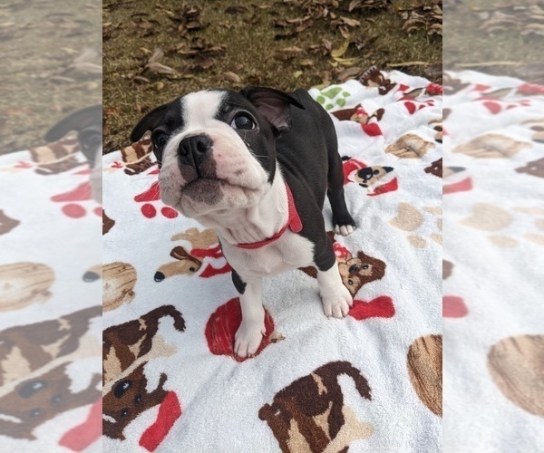Full screen Photo #14 Boston Terrier Puppy For Sale in MACON, GA, USA