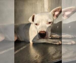 American Staffordshire Terrier-Unknown Mix Dogs for adoption in San Antonio, TX, USA