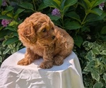Small Photo #41 Cavapoo Puppy For Sale in GOSHEN, IN, USA