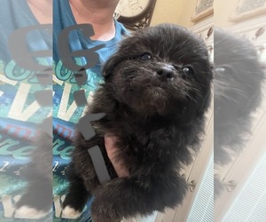 Pom-A-Poo Puppy for sale in NEOSHO, MO, USA