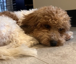 Mother of the Poochon puppies born on 04/17/2025