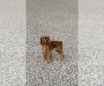 Small Photo #1 Cockapoo (Miniature) Puppy For Sale in BLUE MOUNTAIN, MS, USA