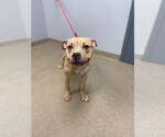 Small American Pit Bull Terrier Mix