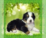 Puppy Shadow Bernese Mountain Dog