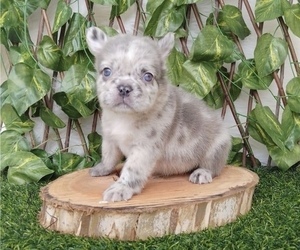 French Bulldog Puppy for sale in ATLANTA, GA, USA