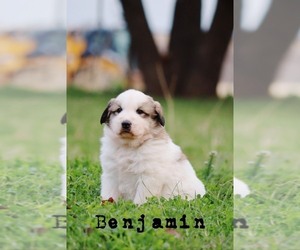 Anatolian Shepherd-Great Pyrenees Mix Puppy for sale in BARRY, TX, USA