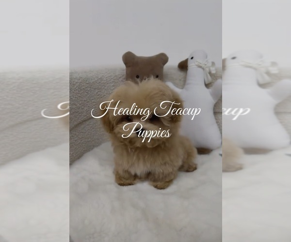 Medium Photo #1 Maltipoo (Toy) Puppy For Sale in MANHATTAN BEACH, CA, USA