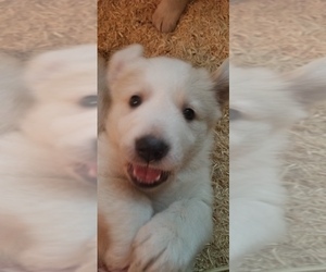 Golden Pyrenees-Great Pyrenees Mix Puppy for sale in RAVENNA, MI, USA