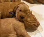 Small #24 Golden Retriever