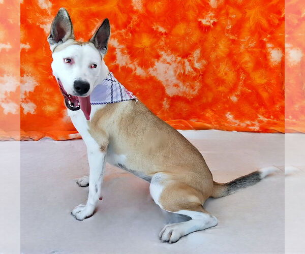 Medium Photo #2 American Pit Bull Terrier-Unknown Mix Puppy For Sale in Pasadena, CA, USA