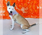 Small #1 American Pit Bull Terrier Mix