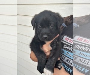 Labrenees Puppy for sale in BELTON, TX, USA