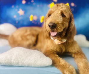 Father of the Goldendoodle puppies born on 04/02/2026