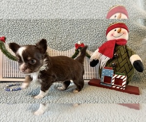 Chihuahua Puppy for sale in NEWVILLE, PA, USA