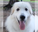 Small Photo #8 Great Pyrenees Puppy For Sale in Spring, TX, USA