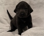 Puppy Charcoal Lab Labrador Retriever