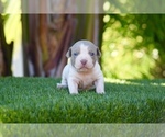 Puppy 3 American Bully