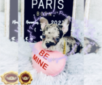 Puppy Paris Airedale Terrier