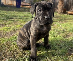 Cane Corso Puppy for sale in KENT, WA, USA
