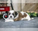 Puppy Nyla Shih Tzu