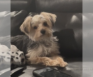 Biewer Yorkie Puppy for sale in WADESBORO, NC, USA