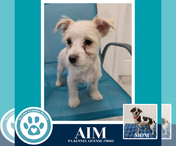 Medium Photo #3 Chihuahua-Unknown Mix Puppy For Sale in Kimberton, PA, USA