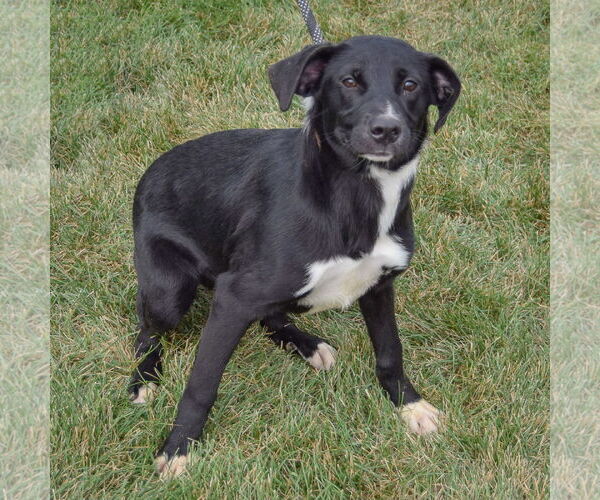 Medium Photo #3 American Staffordshire Terrier-Unknown Mix Puppy For Sale in Huntley, IL, USA