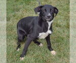 Small #2 American Staffordshire Terrier Mix
