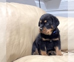 Small #6 Rottweiler