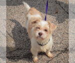 Small #1 Shih Tzu Mix