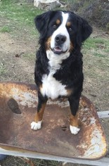 Mother of the Bernese Mountain Dog puppies born on 04/23/2018