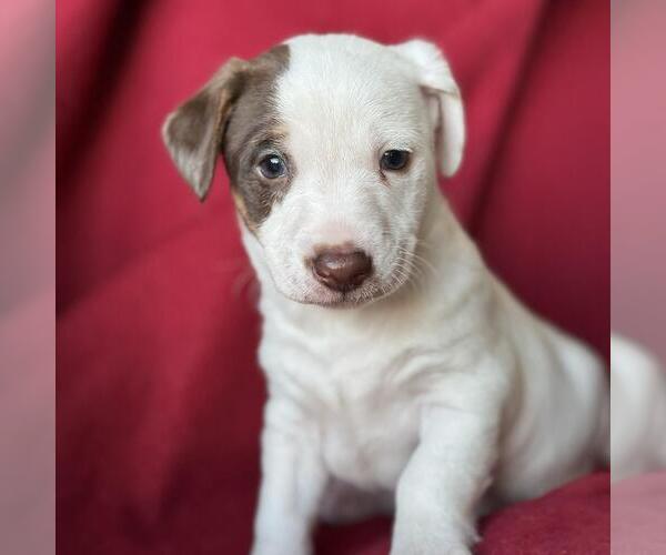 Medium Photo #1 Jack Russell Terrier-Unknown Mix Puppy For Sale in San Diego, CA, USA