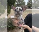 Puppy 5 French Bulldog