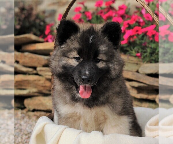 Medium Photo #1 Siberian Husky Puppy For Sale in SPRING GROVE, PA, USA